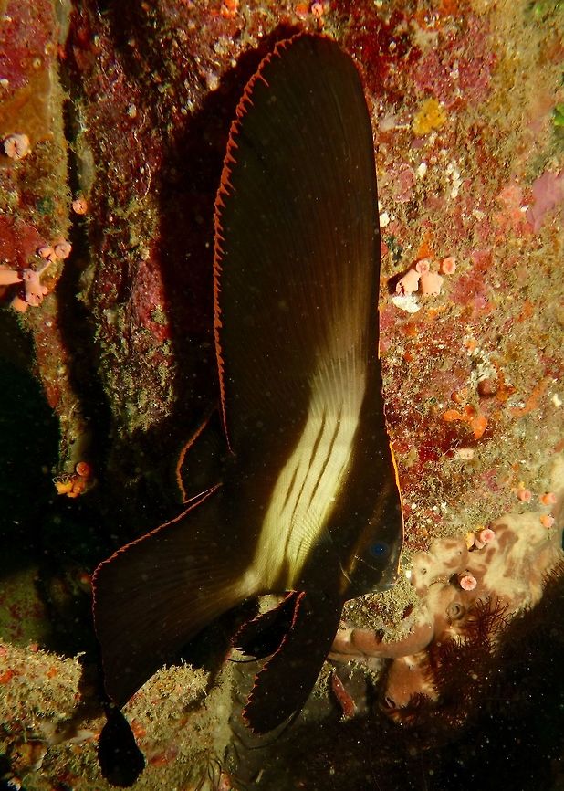 Pinnate Batfish - Platax pinnatus This is the &#039;teenage&#039; phase of Pinnate Batfish - Platax pinnatus.  During the juvenile phase, it is completely black in colour with only the orange margins.  With the &#039;teenage&#039; phase, the silver band is showing on the body although the fins are still very long.  At adulthood, they loose the orange margins with shorter fins and the shape of the body is more roundish.<br />
<br />
The adults of Pinnate Batfish can be seen in this Spotting :<br />
<br />
<figure class="photo"><a href="https://www.jungledragon.com/image/43467/pinnate_batfish_-_platax_pinnatus.html" title="Pinnate Batfish - Platax pinnatus"><img src="https://s3.amazonaws.com/media.jungledragon.com/images/2994/43467_thumb.jpg?AWSAccessKeyId=05GMT0V3GWVNE7GGM1R2&Expires=1763596810&Signature=KsmorScyuV5qFe%2FIHZYJvoOTLx4%3D" width="200" height="114" alt="Pinnate Batfish - Platax pinnatus The adults of this Pinnate Batfish - Platax pinnatus likes to stay in Groups.  Although they can be found in smaller groups or in solitary, it is more impressive when you see them in a huge Group.<br />
<br />
The Juvenile phase of this Pinnate Batfish can be seen in this Spotting :<br />
<br />
https://www.jungledragon.com/image/43059/pinnate_batfish_-_platax_pinnatus.html<br />
 Geotagged,Malaysia,Pinnate batfish,Platax pinnatus,Sipadan,batfish,sabah" /></a></figure><br />
 Batfish,Geotagged,Mindoro,Philippines,Platax pinnatus,Puerto Gallera,SpringPinnate Batfish