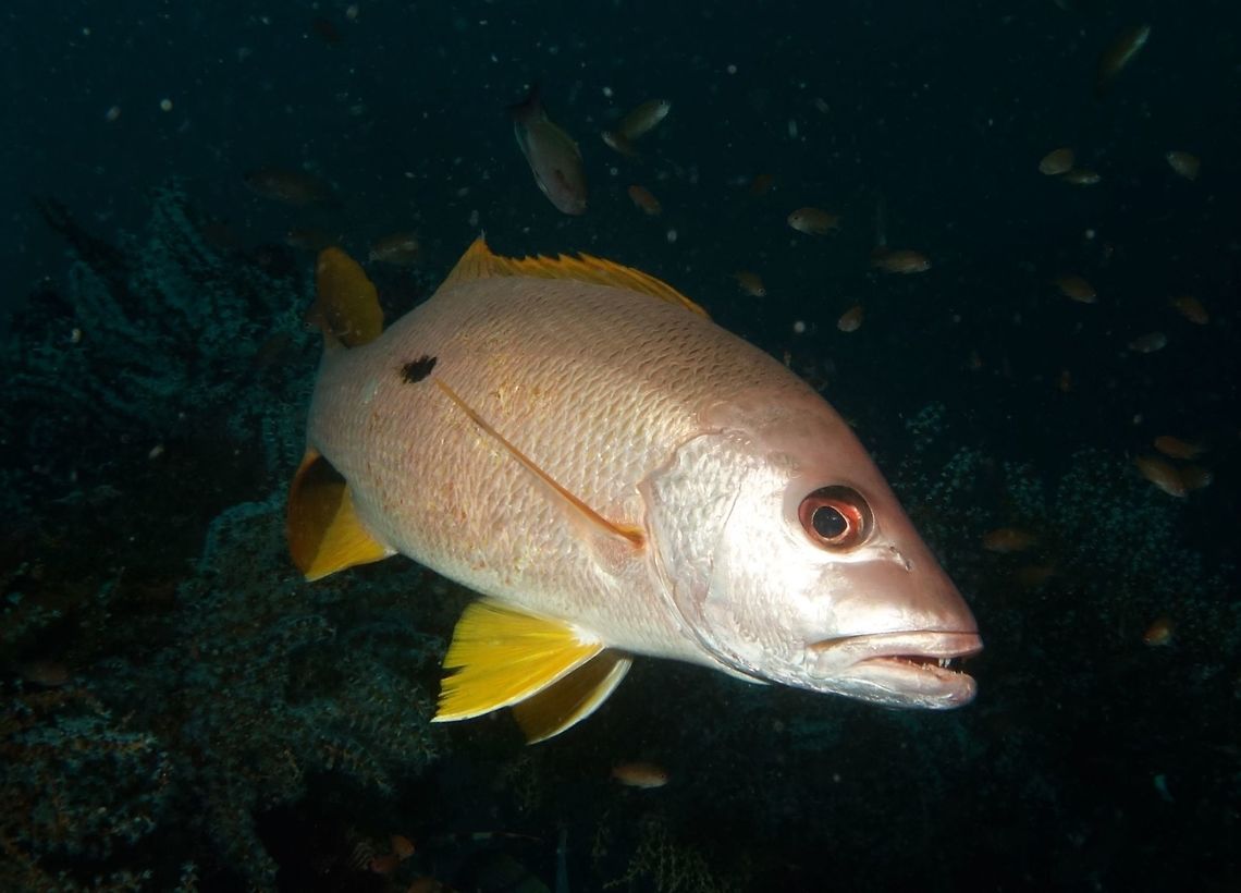 One-Spot Snapper - Lutjanus monostigma One-Spot Snapper - Lutjanus monostigma is silver to reddish or yellowish silver in colour with yellow fins; may display a horizontally elongated black spot on the rear back. Size up to 60 cm.<br />
 Geotagged,Lutjanus monostigma,Mindoro,One-Spot Snapper,Philippines,Puerto Gallera,Snapper,Spring