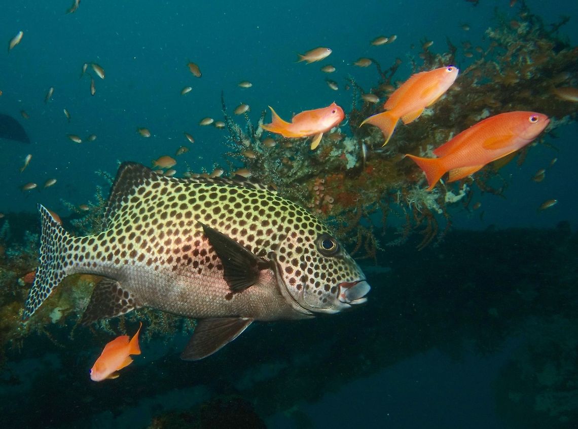 Many-Spotted Sweetlips - Plectorhinchus chaetodonoides Whitish to yellowish or greenish undercolour; unmarked whitish belly; profuse dark brown spots on head, body and fins.<br />
<br />
This is the Juvenile phase of the same species :<br />
<br />
<figure class="photo"><a href="https://www.jungledragon.com/image/42836/juvenile_harlequin_sweetlips_-_plectorhinchus_chaetodonoides.html" title="Juvenile Harlequin Sweetlips - Plectorhinchus chaetodonoides"><img src="https://s3.amazonaws.com/media.jungledragon.com/images/2994/42836_thumb.jpg?AWSAccessKeyId=05GMT0V3GWVNE7GGM1R2&Expires=1769040010&Signature=Wqk1%2FUmspF%2BoqnewhPGcWb%2Bafck%3D" width="200" height="150" alt="Juvenile Harlequin Sweetlips - Plectorhinchus chaetodonoides This is the juvenile phase of Harlequin Sweetlips - Plectorhinchus chaetodonoides, light brown in colour with white spots.  They swim swaying their body/tail side to side as though dancing.<br />
<br />
This is the adult phase of the same species :<br />
<br />
https://www.jungledragon.com/image/43062/many-spotted_sweetlips_-_plectorhinchus_chaetodonoides.html Geotagged,Harlequin sweetlips,Philippines,Plectorhinchus chaetodonoides,Summer,cebu,moal-boal,sweetlips" /></a></figure><br />
<br />
 Geotagged,Harlequin sweetlips,Many-Spotted Sweetlips,Mindoro,Philippines,Plectorhinchus chaetodonoides,Puerto Gallera,Spring,Sweetlips