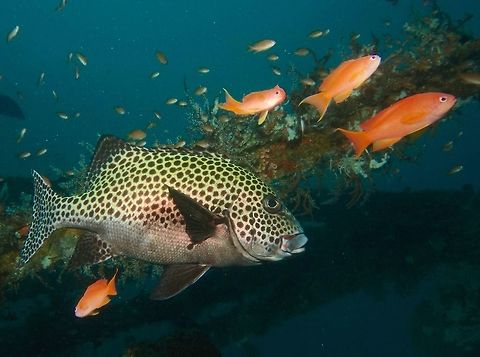 Many-Spotted Sweetlips - Plectorhinchus chaetodonoides Whitish to yellowish or greenish undercolour; unmarked whitish belly; profuse dark brown spots on head, body and fins.

This is the Juvenile phase of the same species :

https://www.jungledragon.com/image/42836/juvenile_harlequin_sweetlips_-_plectorhinchus_chaetodonoides.html

 Geotagged,Harlequin sweetlips,Many-Spotted Sweetlips,Mindoro,Philippines,Plectorhinchus chaetodonoides,Puerto Gallera,Spring,Sweetlips