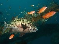 Many-Spotted Sweetlips - Plectorhinchus chaetodonoides Whitish to yellowish or greenish undercolour; unmarked whitish belly; profuse dark brown spots on head, body and fins.<br />
<br />
This is the Juvenile phase of the same species :<br />
<br />
https://www.jungledragon.com/image/42836/juvenile_harlequin_sweetlips_-_plectorhinchus_chaetodonoides.html<br />
<br />
 Geotagged,Harlequin sweetlips,Many-Spotted Sweetlips,Mindoro,Philippines,Plectorhinchus chaetodonoides,Puerto Gallera,Spring,Sweetlips