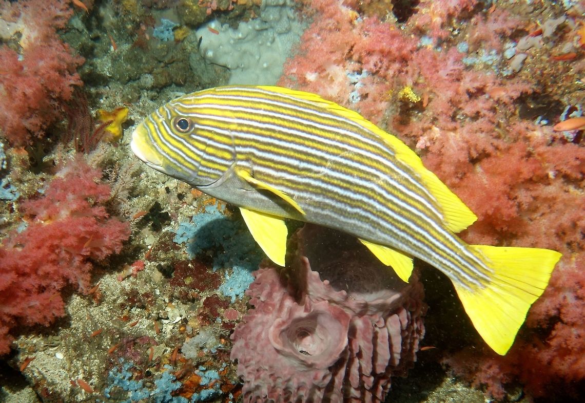 Ribbon Sweetlips - Plectorhinchus polytaenia Ribbon Sweetlips - Plectorhinchus polytaenia are bright yellow with bold pattern of black-edged pale blue stripes running from head to tail.  Size up to 40 cm. Geotagged,Mindoro,Philippines,Plectorhinchus polytaenia,Puerto Gallera,Ribboned sweetlips,Spring,Sweetlips