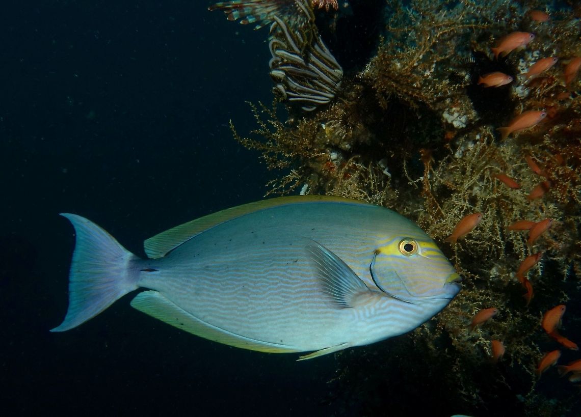 Yellowmask Surgeonfish - Acanthurus mata Slender; pale to dark bluish body with numerous blue and dark horizontal lines; upper lip yellowish; yellow band through eye. Up to 50 cm in size. Acanthurus mata,Geotagged,Mindoro,Philippines,Puerto Gallera,Spring,Surgeonfish,Yellowmask Surgeonfish