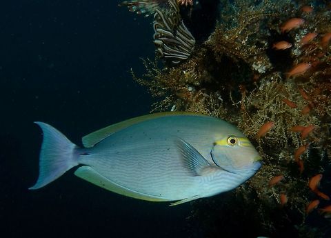 Yellowmask Surgeonfish - Acanthurus mata Slender; pale to dark bluish body with numerous blue and dark horizontal lines; upper lip yellowish; yellow band through eye. Up to 50 cm in size. Acanthurus mata,Geotagged,Mindoro,Philippines,Puerto Gallera,Spring,Surgeonfish,Yellowmask Surgeonfish