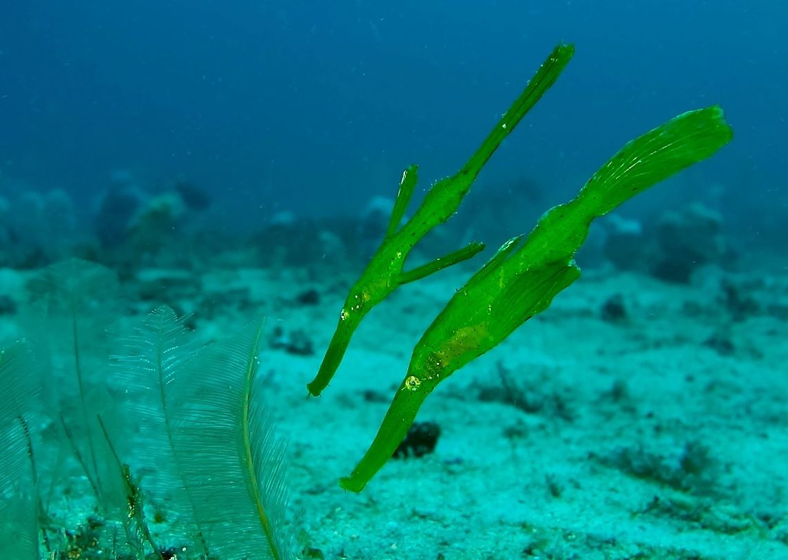 Green Leafs/Algae? Robust Ghostpipefish - Solenostomus cyanopterus, can reach a length of 17 cm (6.7 in) and it is the largest of the ghost pipefishes. The body may be grey, brown, pink, yellow, or bright green, with small black and white dots. This cryptic species looks very similar to a drifting piece of seagrass. The caudal fin may be truncated, rounded, or lanceolated; the caudal peduncle is quite short or absent. The pelvic fin is sexually dimorphic. It is an uncommon species related to pipefishes and seahorses. It can be distinguished by the presence of the pelvic fins, the prominent spiny dorsal fin, and 27-35 star-shaped plates on the skin.<br />
<br />
This particular spotting is of a pair in green variation, looking more like floating seagrasses. Geotagged,Philippines,Robust ghost pipefish,Solenostomus cyanopterus,Spring