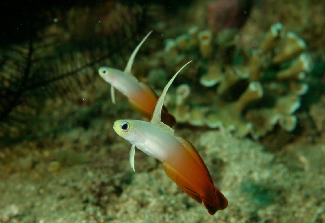 Fire Dartfish - Nemateleotris magnifica Fire Dartfish - Nemateleotris magnifica has yellow hesd, white front body gradating to reddish brown rear body, dark brown tail; very long 1st dorsal fin.  Usually found in pairs, howering above burrows on patches of sand and rubble.  Very shy, if spooked, they will burrow themselves into the sand/rubble instantly. Dartfish,Fire Dartfish,Fire Goby,Geotagged,Mindoro,Nemateleotris magnifica,Philippines,Puerto Gallera,Spring