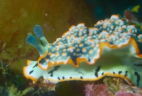 Ornate Dermatobranchus - Dermatobranchus ornatus Dermatobranchus ornatus is a Sea Slug - top of body is tuberculated green in colour with orange spots and orange margins on the body. Dermatobranchus ornatus,Geotagged,Mindoro,Philippines,Puerto Gallera,Sea Slug,Spring