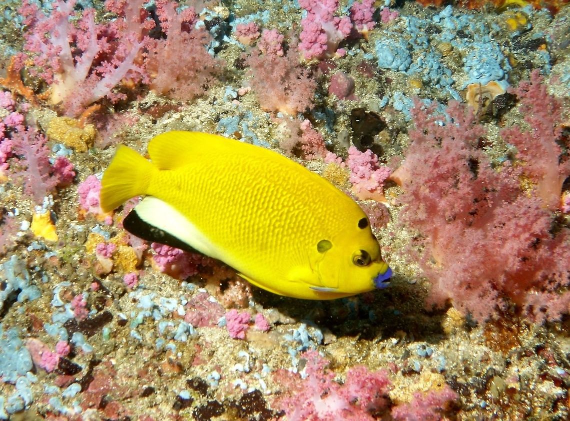 Three-spot Angelfish - Apolemichthys trimaculatus Three-spot Angelfish - Apolemichthys trimaculatus is bright yellow in colour with blue lips; black spot on nape, gray spot just behind the head, broad black margin on anal fin. Apolemichthys trimaculatus,Geotagged,Mindoro,Philippines,Puerto Gallera,Spring,Threespot angelfish,angelfish