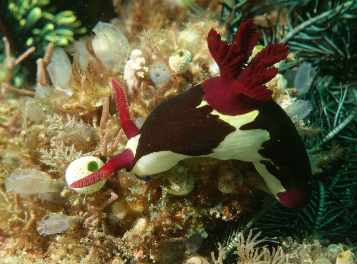Nembrotha Nudibranch - Nembrotha chamberlaini This Nudibranch - Nembrotha chamberlaini is one of the more common nudibranch to be found in Philippines.  They are very prolific and can be seen the whole year round. Typical size of Nudibranch, around 5-7 cm. Black and white body with red rhinopores and gills. Geotagged,Mindoro,Nembrotha chamberlaini,Philippines,Puerto Gallera,Spring,nudibranch