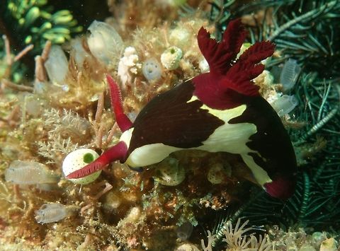 Nembrotha chamberlaini