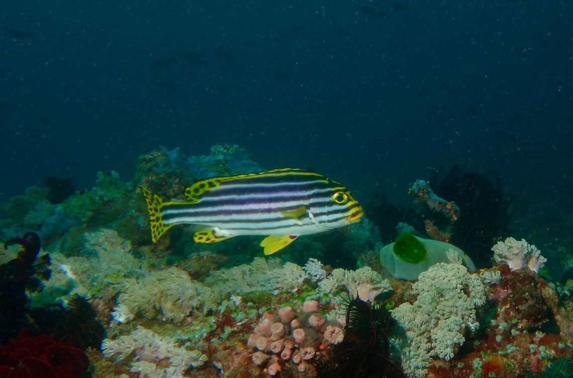 Oriental Sweetlips - Plectorhinchus vittatus Juveniles of Oriental Sweetlips - Plectorhinchus vittatus are striped black. As they age, the stripes in the tail are replaced by black dots on a yellow background. Geotagged,Indian Ocean oriental sweetlips,Mindoro,Oriental Sweetlips,Philippines,Plectorhinchus vittatus,Puerto Gallera,Spring,Sweetlips