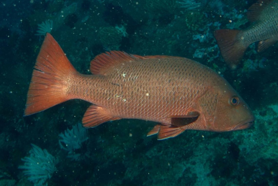 Red Snapper - Lutjanus bohar Red Snapper - Lutjanus bohar is red to reddish gray in colour, with large robust body. Geotagged,Lutjanus bohar,Mindoro,Philippines,Puerto Gallera,Red Snapper,Snapper,Spring,Two-spot red snapper