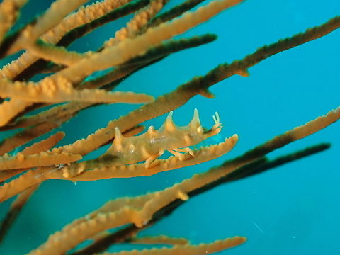 Dragon Shrimp - Miropandalus hardingi Dragon Shrimp - Miropandalus hardingi, despite its name is actually a very tiny shrimp, usually less than 1 cm in size.  Their colours range from brownish to green depending on the host whip corals they lives in.   They got the name Dragon because of the humps on their back. Anilao,Batangas,Dragon Shrimp,Geotagged,Miropandalus hardingi,Philippines,Spring