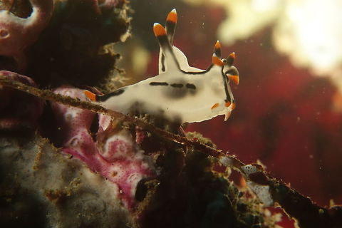 Pikachu Nudibranch - Thecacera picta Yes, there is Pikachu Nudibranch, but this is the white version, the closer to Pikachu is the brown species, Thecacera pacifica.  Thecacera picta has white translucent body, with black markings and and edges. Tips of cerata, rhinopores and oral tentacles are black, orang and white. Very small in size, usually less than 1 cm. Anilao,Batangas,Geotagged,Philippines,Pikachu,Thecacera picta,Winter,nudibranch