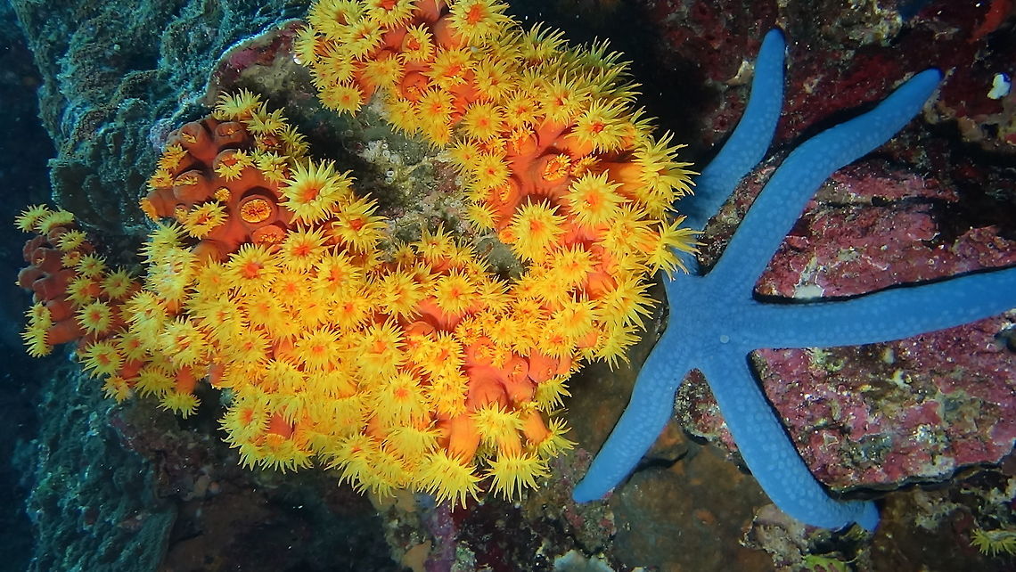 Orange Cup Coral - Tubastrea faulkneri The polyps of this Yellow Cup Coral - Tubastrea faulkneri is open, making them looks like flowers.  Usually, during day time, the polyps are retracted and you can only see the tube/skeletons. Anilao,Batangas,Coral,Cup Coral,Geotagged,Orange cup coral,Philippines,Tubastrea faulkneri,Winter
