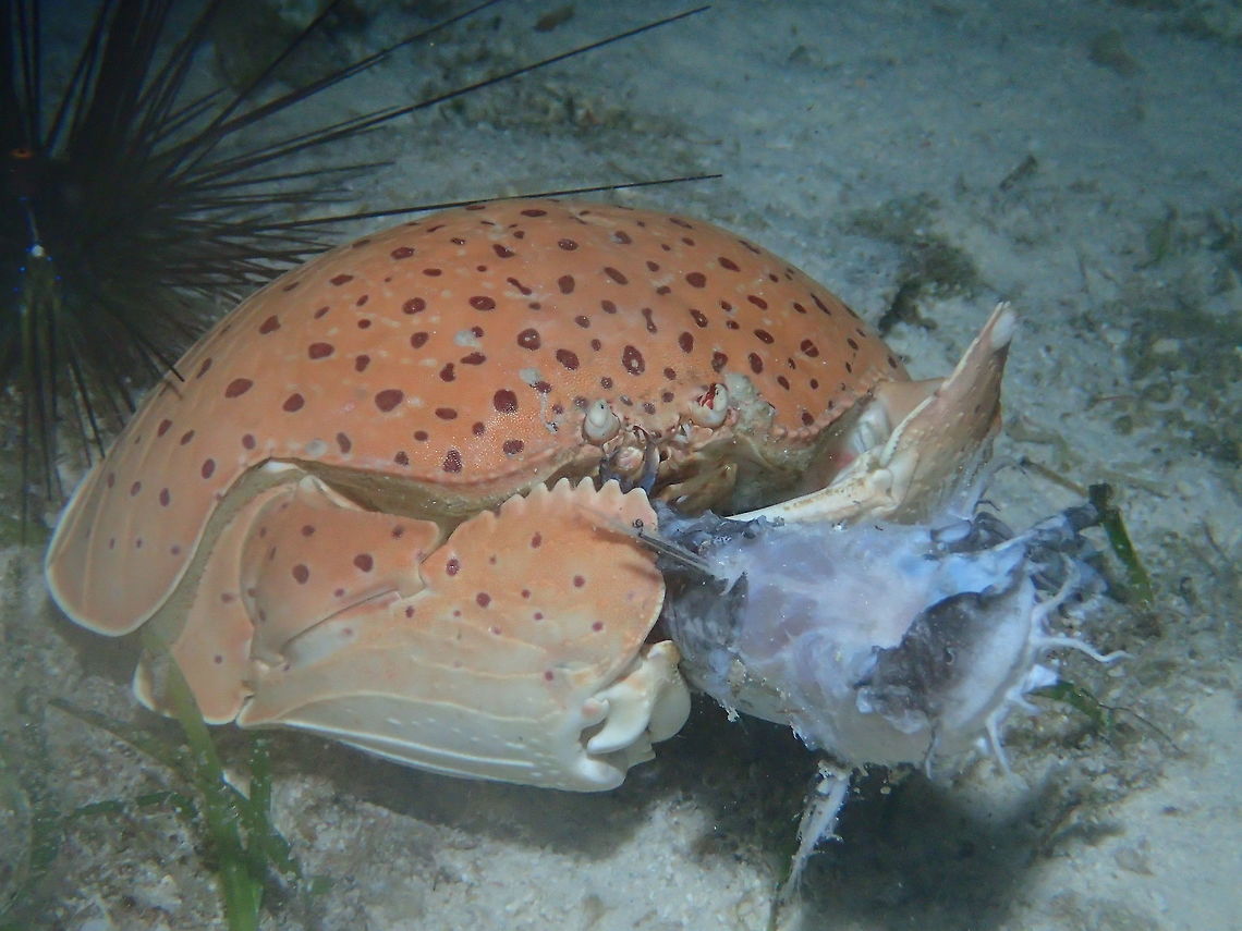 Red-Spotted Box Crab - Calappa calappa Red-Spotted Box Crab - Calappa calappa is a box crab, with red spots on its carapace. Their colour can be variable from cream to orange. <br />
<br />
In this picture, it was seen during a night dive, feeding on a dead catfish.  They usually burrows themselves into the sand during day time or to escape from predators.<br />
First described as Cancer calappa by Linnaeus in 1758 from a specimen originating from Ambon Island, and later in 1781 as Cancer fornicatus by Fabricius, it was finally placed in the genus Calappa by Lancelot Alexander Borradaile in 1903. The name calappa is associated with kelapa, the Malay word for 'coconut'.<br />
<br />
They usually come out at night to feed.  In this picture, it was seen feeding on a dead catfish.  They usually burrows themselves into the sand during day  time or to escape/hide from predators. Calappa calappa,Geotagged,Philippines,Red-Spotted Box Crab,Summer,box crab,cebu,malapascua