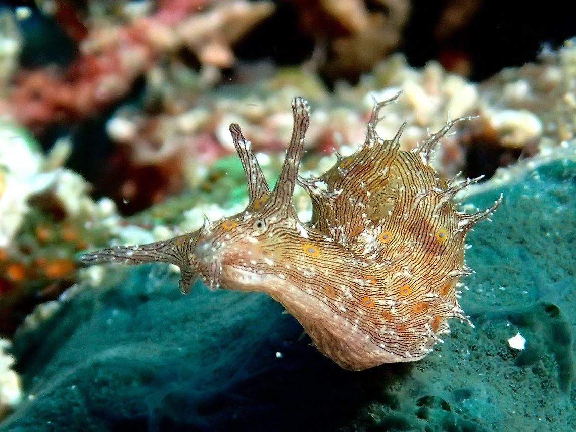 Lined Seahare - Stylocheilus striatus Lined Seahare - Stylocheilus striatus is small in size, this one was 2 cm but they can be up to 6 cm.<br />
Color : brownish, with blue spots; lined species, with dark longitudinal lines (as stated by its name striatus) and small eyespots, providing excellent camouflage.<br />
Description : Feeds on blue-green algae; gives off a purple ink when disturbed. Geotagged,Lined Seahare,Philippines,Seahare,Stylocheilus striatus,Summer,cebu,malapascua