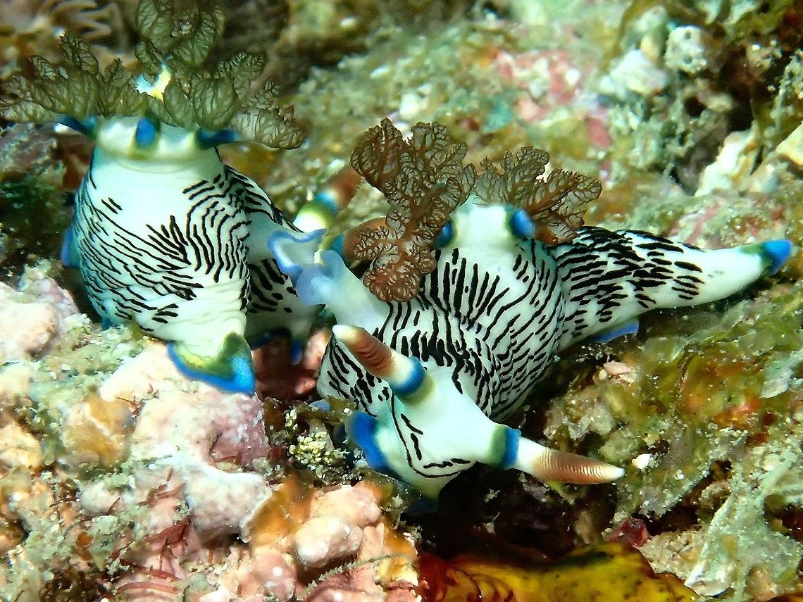 Nudibranch - Nembrotha lineolatha mating This nudibranch - Nembrotha lineolatha is also another common species to be found in Philippines.<br />
Nudibranch are hermaphrodite, meaning they have both male and female sexual organs.  However, they are not able to fertilise themselves.  Their genital is located on the front right of their body and in order to mate, they do a 69 as shown in the picture.  Their genitalia is mostly retract when they are not courting/mating but when erect, can be quite long. Geotagged,Lined Nembrotha,Nembrotha lineolata,Philippines,Summer,cebu,malapascua,mating
