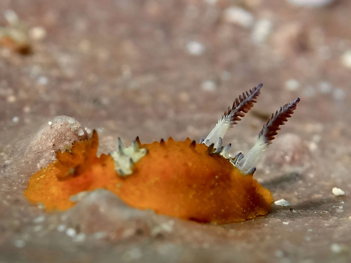 Dorid Nudibranch - Doris immonda This nudibranch - Doris immonda is very small in size, less than 1 cm.<br />
Fairly uncommon, it has small gills and large rhinopores that are black in colour. Doris immonda,Geotagged,Philippines,Winter,nudibranch