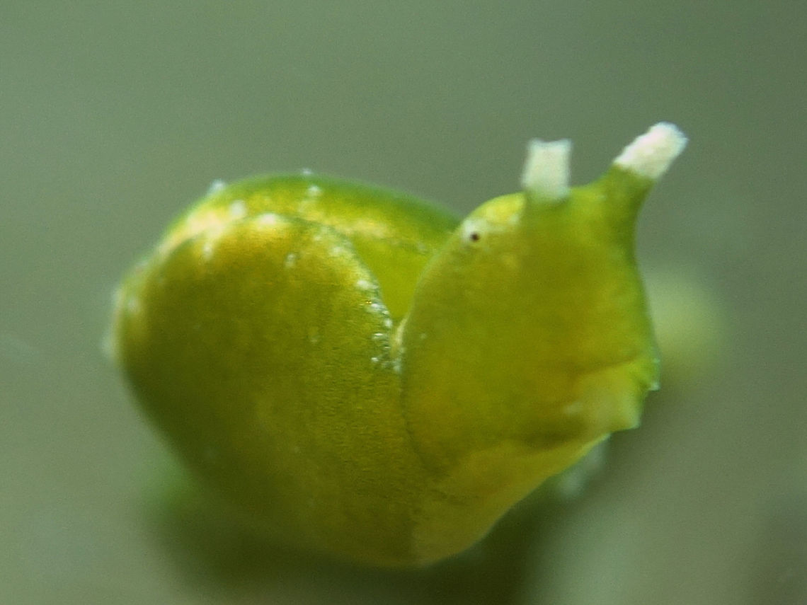 Halimeda Sap Sucking Slug - Elysia pusilla Elysia pusilla is a cryptic Sea Slug, almost all green in colour with whitish rhinopores and tiny black eyes.  They lives on their food source, Halimeda algae.  Small in size, up to 3 cm.  <br />
<br />
They feeds on the calcified green alga Halimeda and incorporates functioning chloroplasts into its body, thus it is known as a solar-powered sea slug. It is found in shallow water in tropical regions of the Indo-Pacific wherever its host species grows. Anilao,Batangas,Elysia pusilla,Geotagged,Halimeda Sap Sucking Slug,Philippines,Sea Slug,Slug,Spring