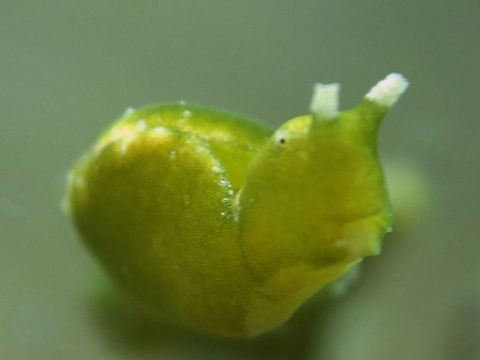 Halimeda Sap Sucking Slug - Elysia pusilla Elysia pusilla is a cryptic Sea Slug, almost all green in colour with whitish rhinopores and tiny black eyes.  They lives on their food source, Halimeda algae.  Small in size, up to 3 cm.  
They feeds on the calcified green alga Halimeda and incorporates functioning chloroplasts into its body, thus it is known as a solar-powered sea slug. It is found in shallow water in tropical regions of the Indo-Pacific wherever its host species grows. Anilao,Batangas,Elysia pusilla,Geotagged,Halimeda Sap Sucking Slug,Philippines,Sea Slug,Slug,Spring