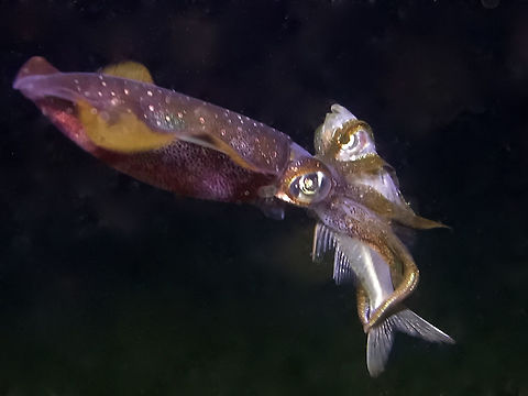Squid eating fish  Anilao,Batangas,Bigfin reef squid,Geotagged,Philippines,Sepioteuthis lessoniana,Spring