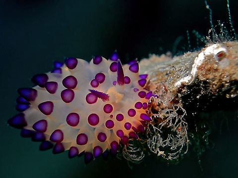 Nudibranch -Janolus flavoanulatus This species although has been known for many years but only described in 2019! Anilao,Batangas,Geotagged,Janolus flavoanulatus,Nudibranch,Nudibranch Janolus flavoanulatus,Philippines,Winter