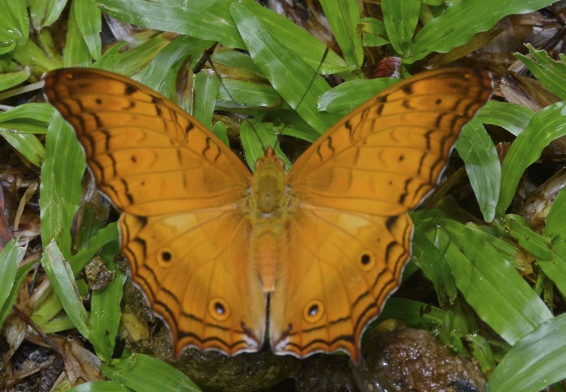 Common Cruiser -  Vindula erota Butterfly do have a shitty life.  This Common Cruiser - Vindula erota was seen feeding on dog poo. Butterfly,Common Cruiser,Geotagged,Malaysia,Sarawak,Vindula erota,Winter
