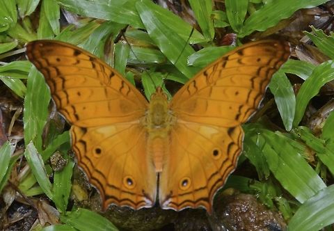 Common Cruiser -  Vindula erota Butterfly do have a shitty life.  This Common Cruiser - Vindula erota was seen feeding on dog poo. Butterfly,Common Cruiser,Geotagged,Malaysia,Sarawak,Vindula erota,Winter