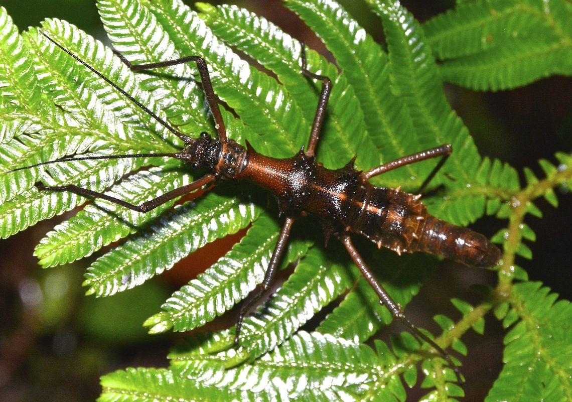 Touch Me Not Stick Insect! This spiny Stick Insect, Phasmid - Epidares nolimetangere is called 'Touch Me Not' as translation of its name, nolimetangere. It is small in size, around 4.5cm for the Female (in this picture) but the spines are very big.<br />
<br />
This is the Male :<br />
<br />
<figure class="photo"><a href="https://www.jungledragon.com/image/43104/touch_me_not_stick_insect.html" title="Touch Me Not Stick Insect!"><img src="https://s3.amazonaws.com/media.jungledragon.com/images/2994/43104_thumb.jpg?AWSAccessKeyId=05GMT0V3GWVNE7GGM1R2&Expires=1759968010&Signature=ySc2zFt3BUaGVu7%2Bgow7lIYE49c%3D" width="200" height="136" alt="Touch Me Not Stick Insect! This spiny Stick Insect, Phasmid - Epidares nolimetangere is called 'Touch Me Not' as translation of its name, nolimetangere. It is small in size, around 3.5cm for the Male (in this picture) but the spines are very big.<br />
<br />
This is the Female :<br />
<br />
https://www.jungledragon.com/image/43105/touch_me_not_stick_insect.html Epidares nolimetangere,Geotagged,Malaysia,Phasmid,Sarawak,Stick Insect,Touch-Me-Not Stick,Touch-me-not Stick Insect,Winter" /></a></figure> Epidares nolimetangere,Geotagged,Malaysia,Phasmid,Sarawak,Stick Insect,Touch-me-not Stick Insect,Winter