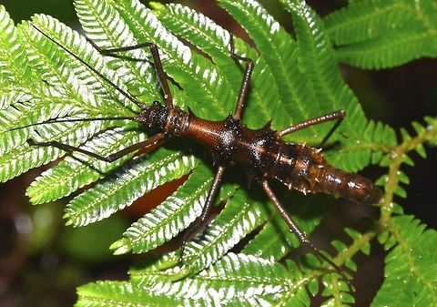 Touch Me Not Stick Insect! This spiny Stick Insect, Phasmid - Epidares nolimetangere is called 'Touch Me Not' as translation of its name, nolimetangere. It is small in size, around 4.5cm for the Female (in this picture) but the spines are very big.

This is the Male :

https://www.jungledragon.com/image/43104/touch_me_not_stick_insect.html Epidares nolimetangere,Geotagged,Malaysia,Phasmid,Sarawak,Stick Insect,Touch-me-not Stick Insect,Winter