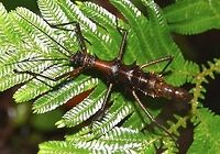 Touch Me Not Stick Insect! This spiny Stick Insect, Phasmid - Epidares nolimetangere is called 'Touch Me Not' as translation of its name, nolimetangere. It is small in size, around 4.5cm for the Female (in this picture) but the spines are very big.<br />
<br />
This is the Male :<br />
<br />
https://www.jungledragon.com/image/43104/touch_me_not_stick_insect.html Epidares nolimetangere,Geotagged,Malaysia,Phasmid,Sarawak,Stick Insect,Touch-me-not Stick Insect,Winter