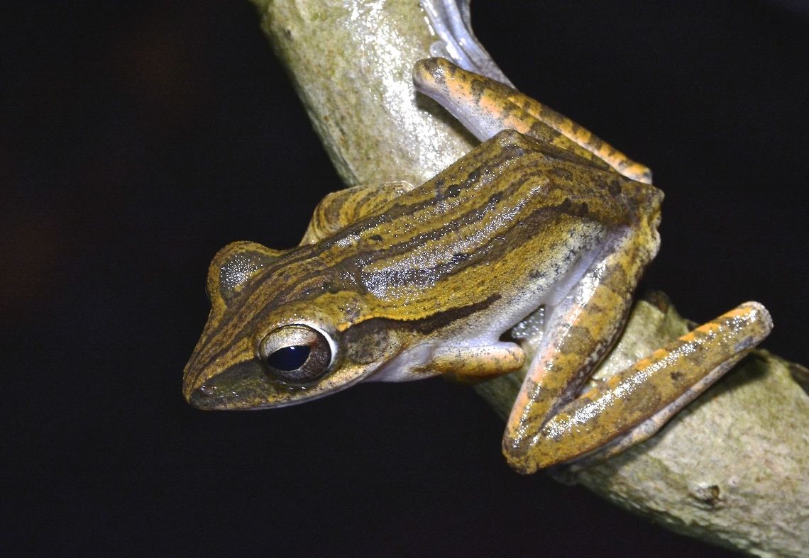 Four-lined Tree Frog - Polypedates leucomystax Polypedates leucomystax represents a complex of poorly known cryptic species, more studies need to be undertaken to verify the similiarities from various countries they are known from. Common tree frog,Four-lined Tree Frog,Frog,Geotagged,Malaysia,Polypedates leucomystax,Sarawak,Winter
