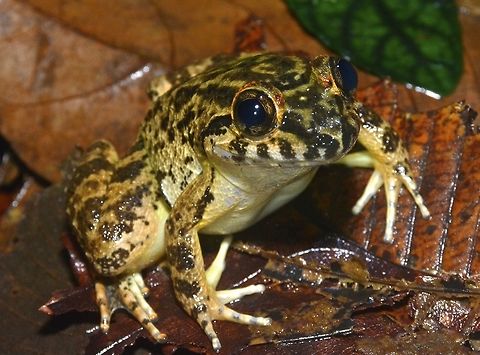 Broad-headed Frog - Limnonectes conspicillatus Broad-headed Frog - Limnonectes conspicillatus has a size around 35mm, habitus robust; head enlarged in adult males, with large, tooth-like processes on mandibles; limbs short; skin of dorsum with a corrugated pattern; tympanum hidden; toes with one phalange free of web; dorsum brown with or without darker blotches; a pale brown band from eye to jaws and one across snout and venter cream. Broad-headed Frog,Frog,Geotagged,Limnonectes conspicillatus,Malaysia,Sarawak,Winter