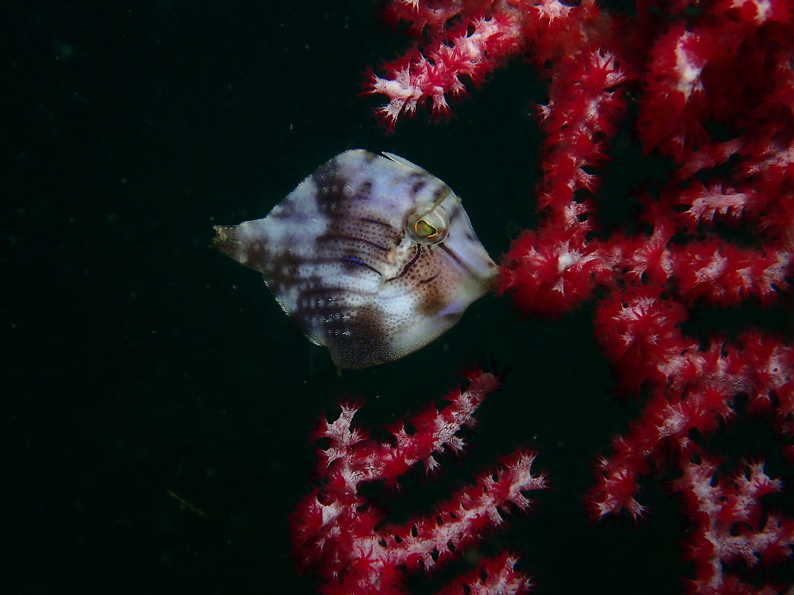 Diamond Filefish - Rudarius excelsus This is a Diamond Filefish - Rudarius excelsus, around 2 cm in size.  It was hiding from the current among the sea fan and they use the mouth 'to hold' to the sea fan, this way, they don't have to swim. Diamond Filefish,Filefish,Fish,Geotagged,Leafy,Philippines,Rudarius excelsus,Spring,cebu,malapascua