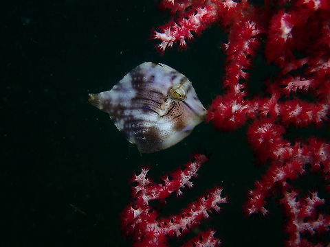 Diamond Filefish - Rudarius excelsus This is a Diamond Filefish - Rudarius excelsus, around 2 cm in size.  It was hiding from the current among the sea fan and they use the mouth 'to hold' to the sea fan, this way, they don't have to swim. Diamond Filefish,Filefish,Fish,Geotagged,Leafy,Philippines,Rudarius excelsus,Spring,cebu,malapascua