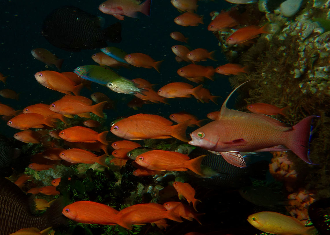 Dottyback Anthias - Pseudanthias venator This Dottyback Anthias - Pseudanthias venator are small in size and bright orange coloured reef fish, usually hang around in groups at dive sites that tends to have currents. They can number in the hundreds or even thousands at certain dive sites, it is quite a sight to see them 'playing' among the current, feeding on zooplanktons that are swept by the current. In this picture, the one with the mouth opened and with the dorsal fin extended is the Male and the other orange-coloured fishes are the Females. Anilao,Anthias,Batangas,Dottyback Anthias,Geotagged,Philippines,Pseudanthias venator,Spring