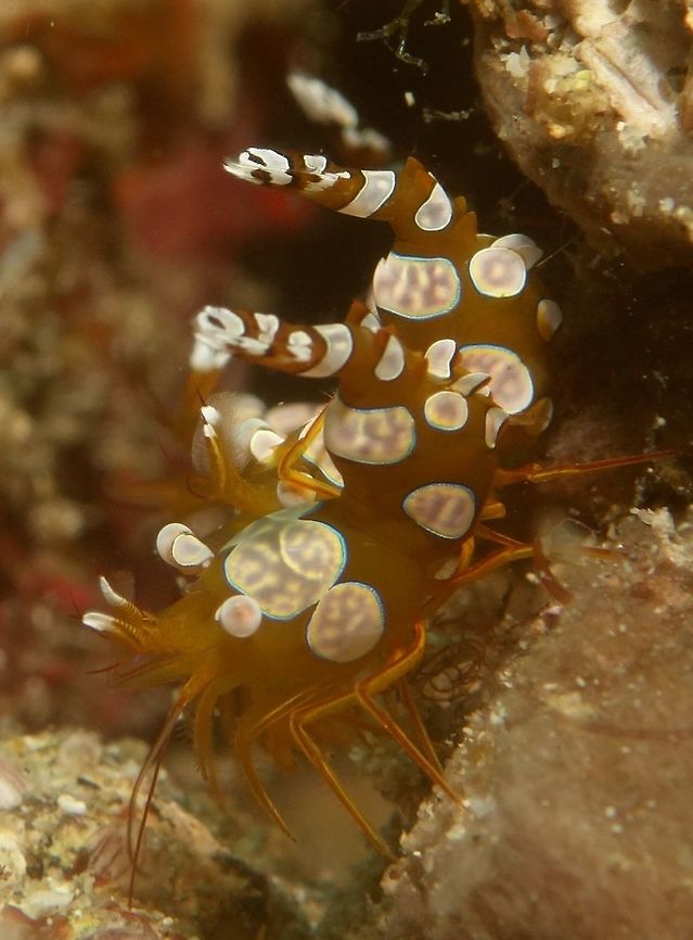 Sexy Shrimp - Thor amboinensis The Sexy Shrimp - Thor amboinensis are small in size, around 1 -  1.5 cm, usually found in cluster.  Almost all brown in colour with patches of white with blue margins.  It is fondly called Sexy Shrimps as they like to arch/curls their tails towards their head and constantly doing that. Anilao,Batangas,Geotagged,Philippines,Sexy Shrimp,Shrimp,Spring,Thor amboinensis