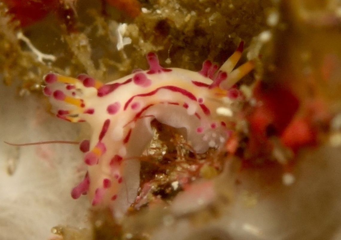 Hairy Norse God This small nudibranch of around 1 cm in size is fondly called, Hairy Norse God - Aegires villosus. Not sure the reason why.  It is quite colourful, white body with pink and yellow markings. Aegires villosus,Anilao,Batangas,Geotagged,Hairy Norse God Nudibranch,Nudibranch,Philippines,Spring