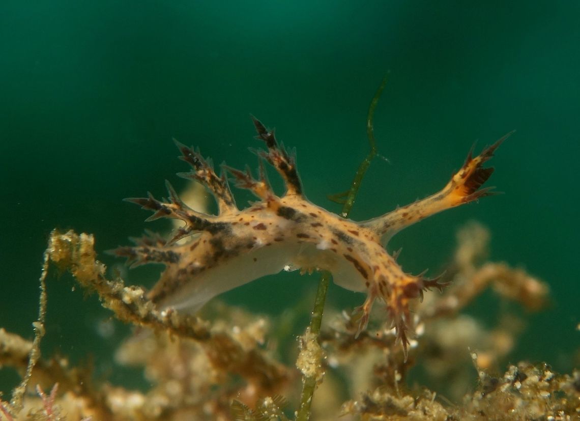 Eel Bornella Nudibranch This tiny nudibranch of less than 1 cm in size is called Eel Bornella - Dendronotus regius.<br />
They are light brown/orange in colour with cerata on both side of their body and the tip is cerata is usually black in colour. Anilao,Batangas,Dendronotus regius,Eel Bornella,Geotagged,Nudibranch,Philippines,Spring