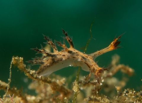Eel Bornella Nudibranch This tiny nudibranch of less than 1 cm in size is called Eel Bornella - Dendronotus regius.
They are light brown/orange in colour with cerata on both side of their body and the tip is cerata is usually black in colour. Anilao,Batangas,Dendronotus regius,Eel Bornella,Geotagged,Nudibranch,Philippines,Spring