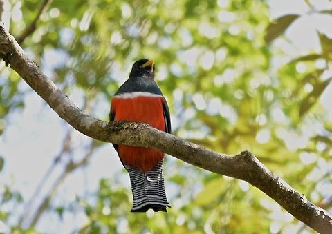 Collared Trogon Medium sized bird with prominent red belly Collared trogon,Costa Rica,Geotagged,Trogon collaris,Winter