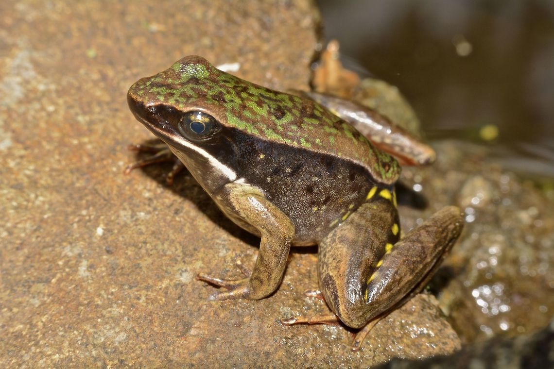 Warszewitsch's Frog Small Frog, Lithobates warszewitschii is around 2.5 cm in size. Found it just outside my room where I stayed up in the mountain. Has green coloration on its back and yellow spots on its hind legs and a bit reddish under the hind legs. Costa Rica,Frog,Geotagged,Lithobates warszewitschii,Warszewitsch's Frog,Winter