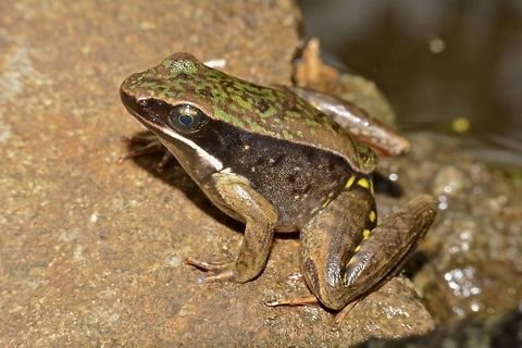 Warszewitsch's Frog Small Frog, Lithobates warszewitschii is around 2.5 cm in size. Found it just outside my room where I stayed up in the mountain. Has green coloration on its back and yellow spots on its hind legs and a bit reddish under the hind legs. Costa Rica,Frog,Geotagged,Lithobates warszewitschii,Warszewitsch's Frog,Winter