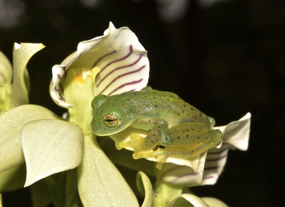 Emerald Glass Frog - Centrolene prosoblepon Emerald Glass Frog - Centrolene prosoblepon is small in size, around 2 cm. The uniqueness of this frog is that it has a translucent belly, hence its name, Glass Frog, whereby it is possible to see its internal organs through the skin. Centrolene prosoblepon,Costa Rica,Emerald Glass Frog,Frog,Geotagged,Spring