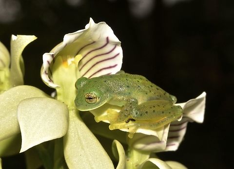 Emerald Glass Frog - Centrolene prosoblepon Emerald Glass Frog - Centrolene prosoblepon is small in size, around 2 cm. The uniqueness of this frog is that it has a translucent belly, hence its name, Glass Frog, whereby it is possible to see its internal organs through the skin. Centrolene prosoblepon,Costa Rica,Emerald Glass Frog,Frog,Geotagged,Spring