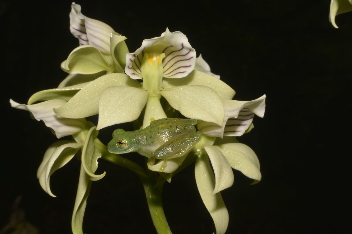 The Fragrant Anacheilium Orchid The Fragrant Anacheilium Orchid - Anacheilium fragrans is mostly light green in colour and has a nice fragrant.<br />
When I was taking the picture of the Orchid, the small Emerald Glass Frog jumped into the Orchid and pose for the picture. Anacheilium fragrans,Costa Rica,Geotagged,Spring,The Fragrant Anacheilium Orchid,orchid
