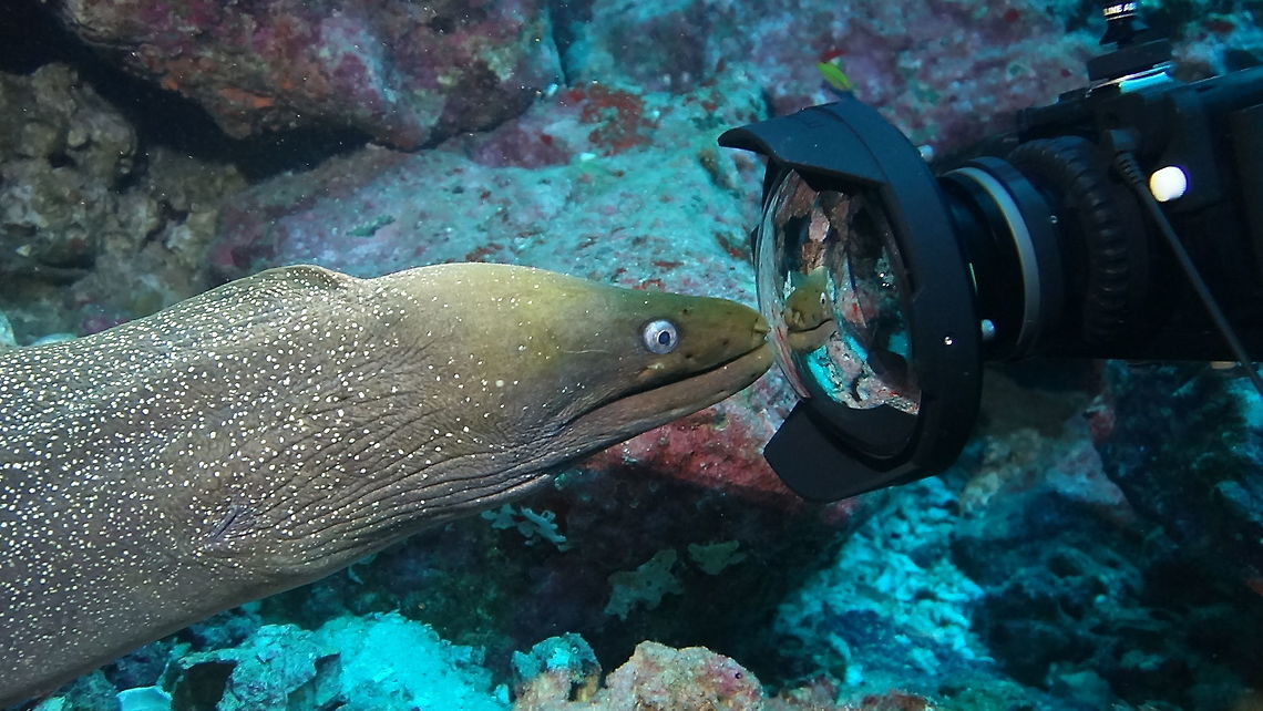 Green Moray  Eel - Gymnothorax castaneus Green Moray Eel - Gymnothorax castaneus, a large Moray Eel, greenish in colour with white spots. This guy was curious and checking out its reflection in the lens of cameras when divers tried to take close-up shot of it. Cocos Island,Costa Rica,Geotagged,Green Moray  Eel,Gymnothorax castaneus,Moray,Moray Eel,Panamic green moray eel,Spring
