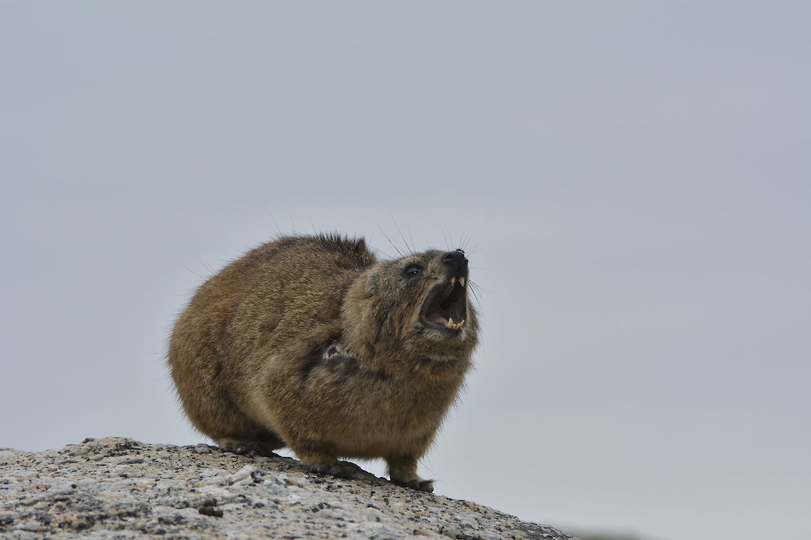 Rock Hyrax - Dassie The rock hyrax (Procavia capensis) or rock badger, also called the Cape hyrax and commonly referred to in South African English as the dassie, is one of the four living species of the order Hyracoidea, and the only living species in the genus Procavia. Like all hyraxes, it is a medium-sized (~4 kg) terrestrial mammal, superficially resembling a guinea pig with short ears and tail. Cape Town,Dassie,Fall,Geotagged,Procavia capensis,Rock Hyrax,Rock hyrax,South Africa