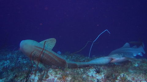 Leopard/Zebra Shark - Stegostoma fasciatum This was an amazing encounter for me and my friends during our dives in Sipadan Island, Malaysia. Our Dive guide called out to us when he first saw the Female Shark, thinking it was dead as it was lying upside down with her white belly exposed and not moving like she was in a state of tonic immobility (http://simple.wikipedia.org/wiki/Tonic_i...). The Male Shark was not seen right away even though he was biting the tail of the Female, as it was upright, their brown body with black spots was good camouflage among the coral rubbles. Then, the Male makes nibbling sort of bites on the tail of the Female and she started to move. The Male Shark did not let go of his bite at all throughout the whole encounter. I spent nearly 5 minutes observing them as they swam away and actually 'drop' down the wall. Fortunately, there was a ledge at around 45 meters and I was able to stay a while more to enjoy this encounter :) 

There can be some confusion with the name of this specie as the official name is Zebra Shark but they look more like a Leopard with the brown body and spots on their body. However, this confusion is due to the Juvenile phase of the specie, where they will look more like a Zebra with black stripes instead of spots. The zebra shark (Stegostoma fasciatum) is a species of carpet shark and the sole member of the family Stegostomatidae. It is found throughout the tropical Indo-Pacific, frequenting coral reefs and sandy flats to a depth of 62 m (210 ft). Adult zebra sharks are distinctive in appearance, with five longitudinal ridges on a cylindrical body, a low caudal fin comprising nearly half the total length, and a pattern of dark spots on a pale background. Young zebra sharks under 50–90 cm (20–35 in) long have a completely different pattern, consisting of light vertical stripes on a brown background, and lack the ridges. This species attains a length of 2.5 m (8.2 ft). Zebra sharks are nocturnal and spend most of the day resting motionless on the sea floor. At night, they actively hunt for molluscs, crustaceans, small bony fishes, and possibly sea snakes inside holes and crevices in the reef. Though solitary for most of the year, they form large seasonal aggregations. The zebra shark is oviparous: females produce several dozen large egg capsules, which they anchor to underwater structures via adhesive tendrils. Innocuous to humans and hardy in captivity, zebra sharks are popular subjects of ecotourism dives and public aquaria.

Check out the video footage of the courting ritual of this Leopard Shark :

https://www.youtube.com/watch?v=e1ZAc2748D4
 Geotagged,Leopard Shark,Malaysia,Shark,Sipadan,Spring,Stegostoma fasciatum,Stegostoma tigrinum,Zebra shark,sabah